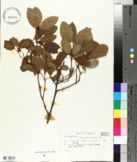 Viburnum tinus image