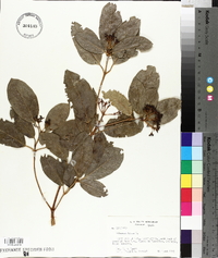 Viburnum tinus image