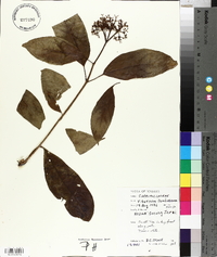 Viburnum sambucinum image