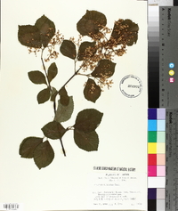 Viburnum dilatatum image