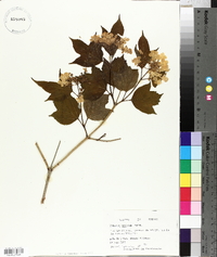 Viburnum trilobum image