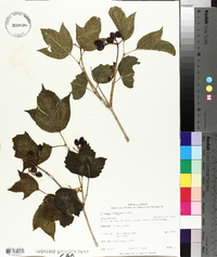 Viburnum trilobum image