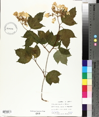 Viburnum trilobum image