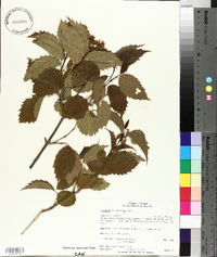 Viburnum dentatum var. lucidum image