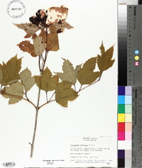 Viburnum trilobum image