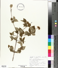 Viburnum rafinesqueanum image