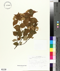 Viburnum rafinesqueanum image