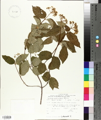 Viburnum rafinesqueanum image