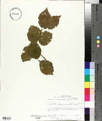 Viburnum rafinesqueanum image