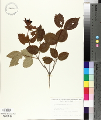 Viburnum rafinesqueanum image