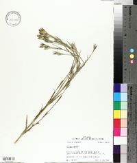 Silene armeria image