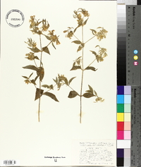 Silene baccifera image