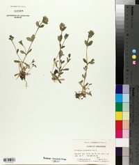 Cerastium glomeratum image