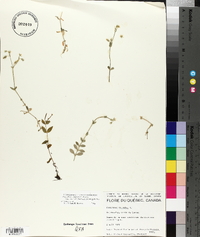 Cerastium fontanum subsp. vulgare image