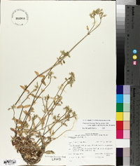 Cerastium fontanum subsp. vulgare image