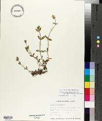 Cerastium fontanum subsp. vulgare image