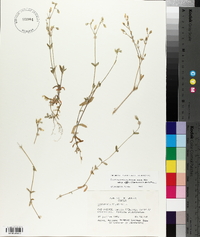 Cerastium fontanum subsp. vulgare image