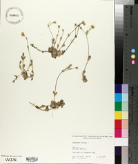 Cerastium alpinum image