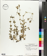 Cerastium viscosum image