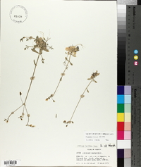 Cerastium texanum image