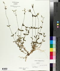 Cerastium semidecandrum image