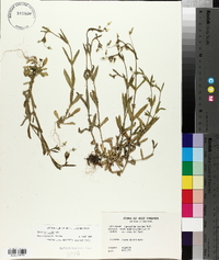 Cerastium nutans image