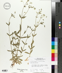 Cerastium nutans image