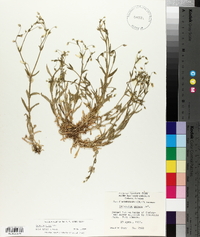 Cerastium nutans image