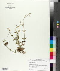 Cerastium nutans image