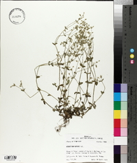 Cerastium nutans image