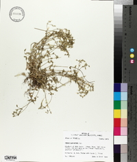 Cerastium nutans image