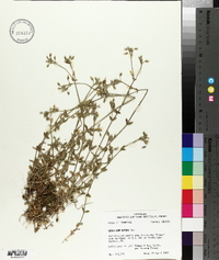 Cerastium nutans image