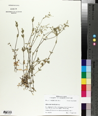 Cerastium nutans image