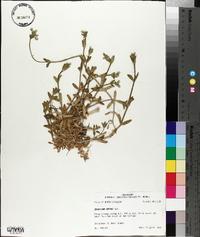 Cerastium nutans image