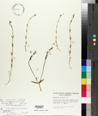 Cerastium brachypodum image