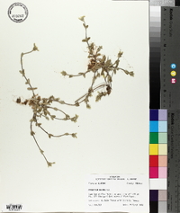 Cerastium nutans image