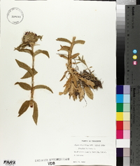 Dianthus barbatus image