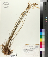 Dianthus sylvestris image