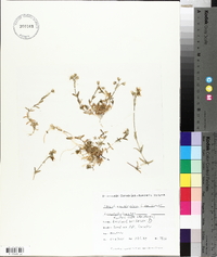 Cerastium arvense image