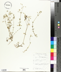 Cerastium semidecandrum image