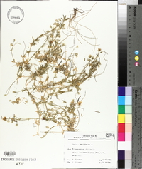 Cerastium arvense image