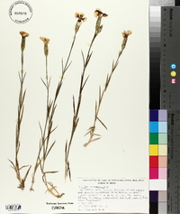 Dianthus caryophyllus image