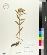 Dianthus barbatus image