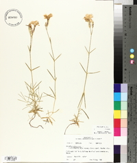 Dianthus plumarius image