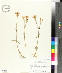 Dianthus plumarius image