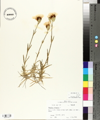 Dianthus plumarius image