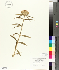 Dianthus barbatus image