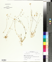 Holosteum umbellatum image