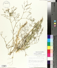 Gypsophila scorzonerifolia image