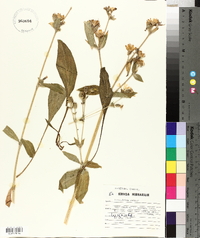 Silene dioica image